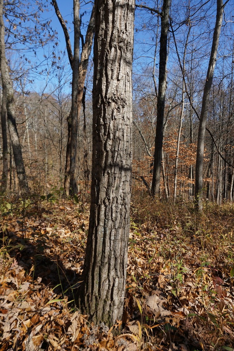 Chestnut Oak photo 2
