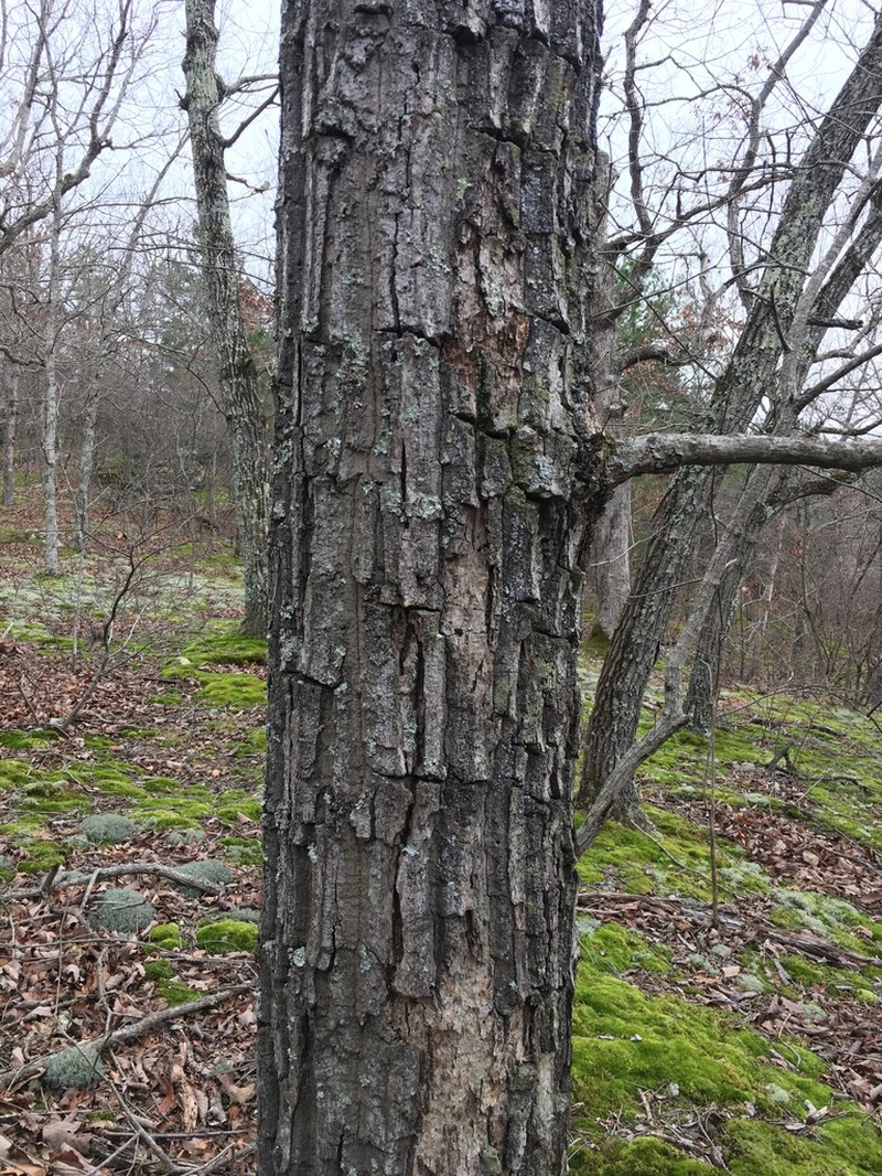Chestnut Oak photo 3