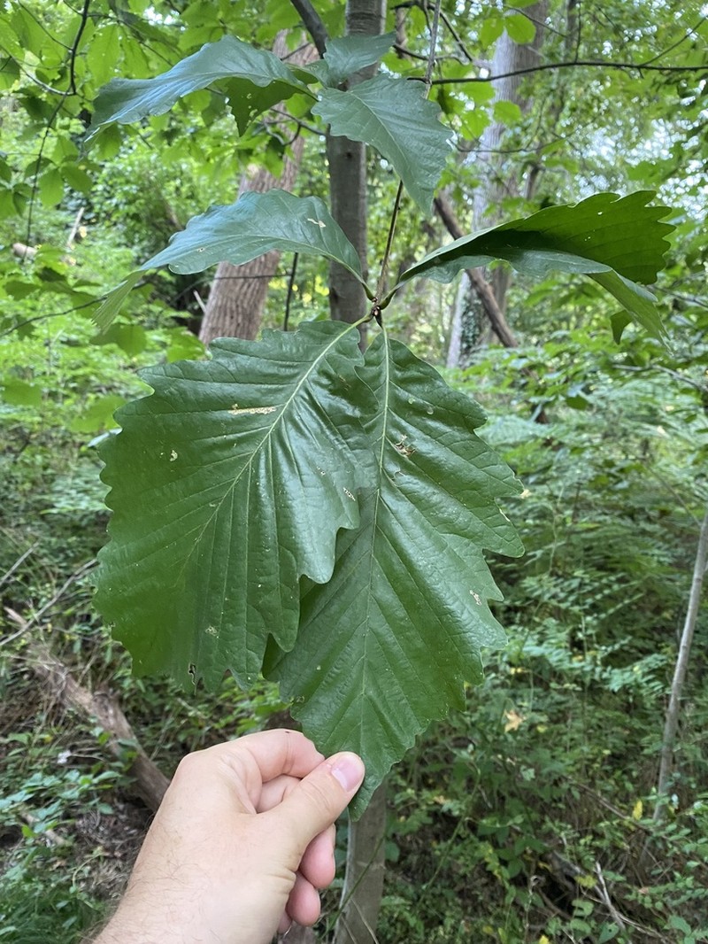 Chestnut Oak photo 4