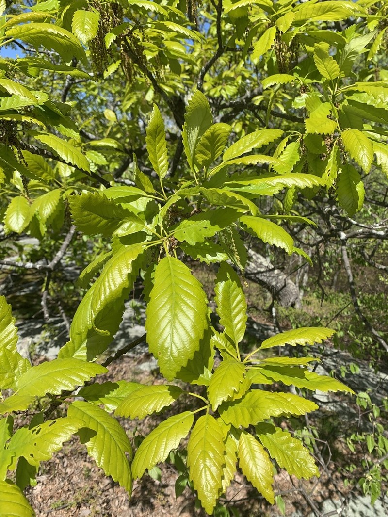 Chestnut Oak photo 5