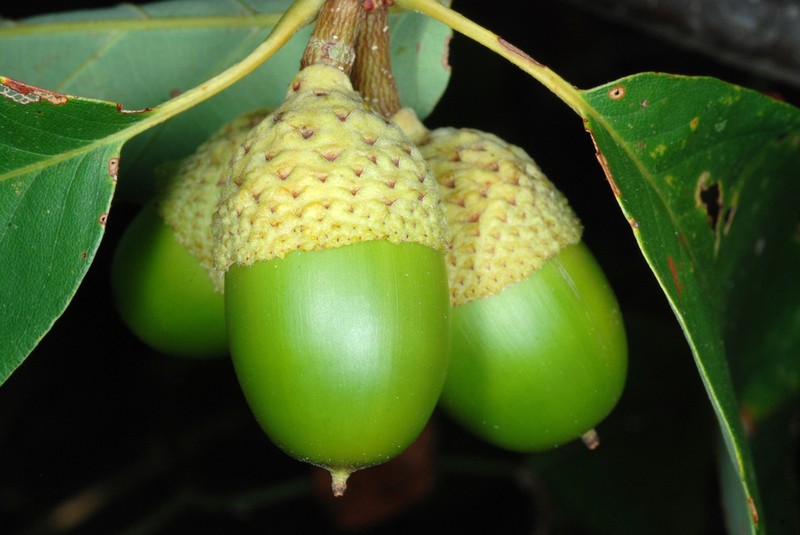 Chestnut Oak photo 6