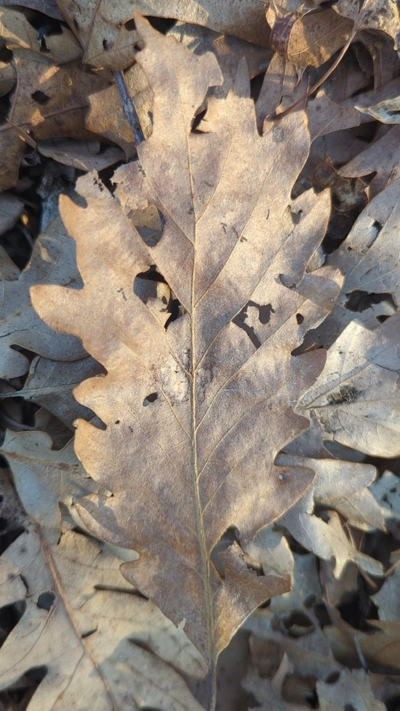 Chestnut Oak photo 7