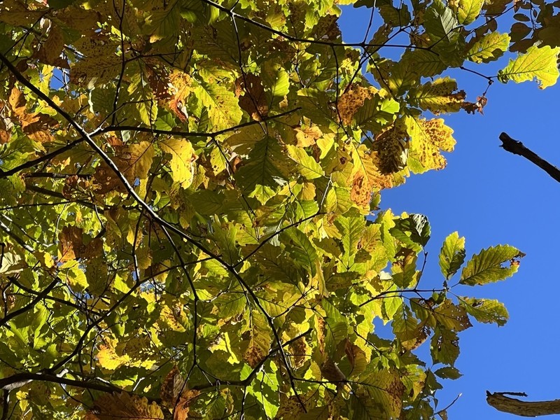 Chestnut Oak photo 8