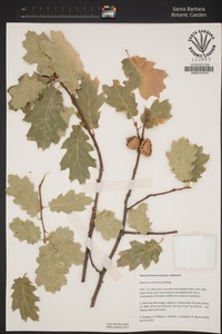 Oracle Oak