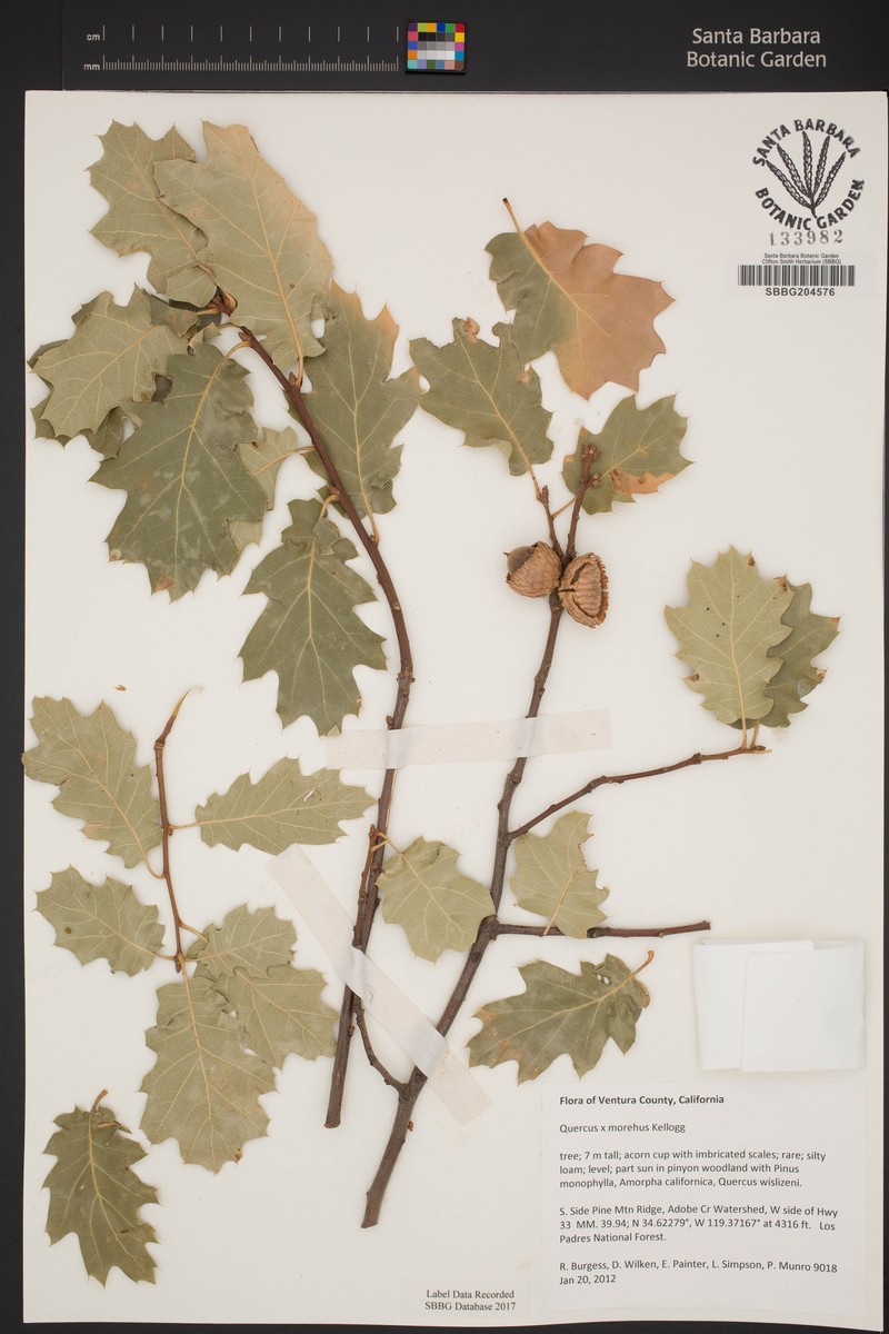 Oracle Oak