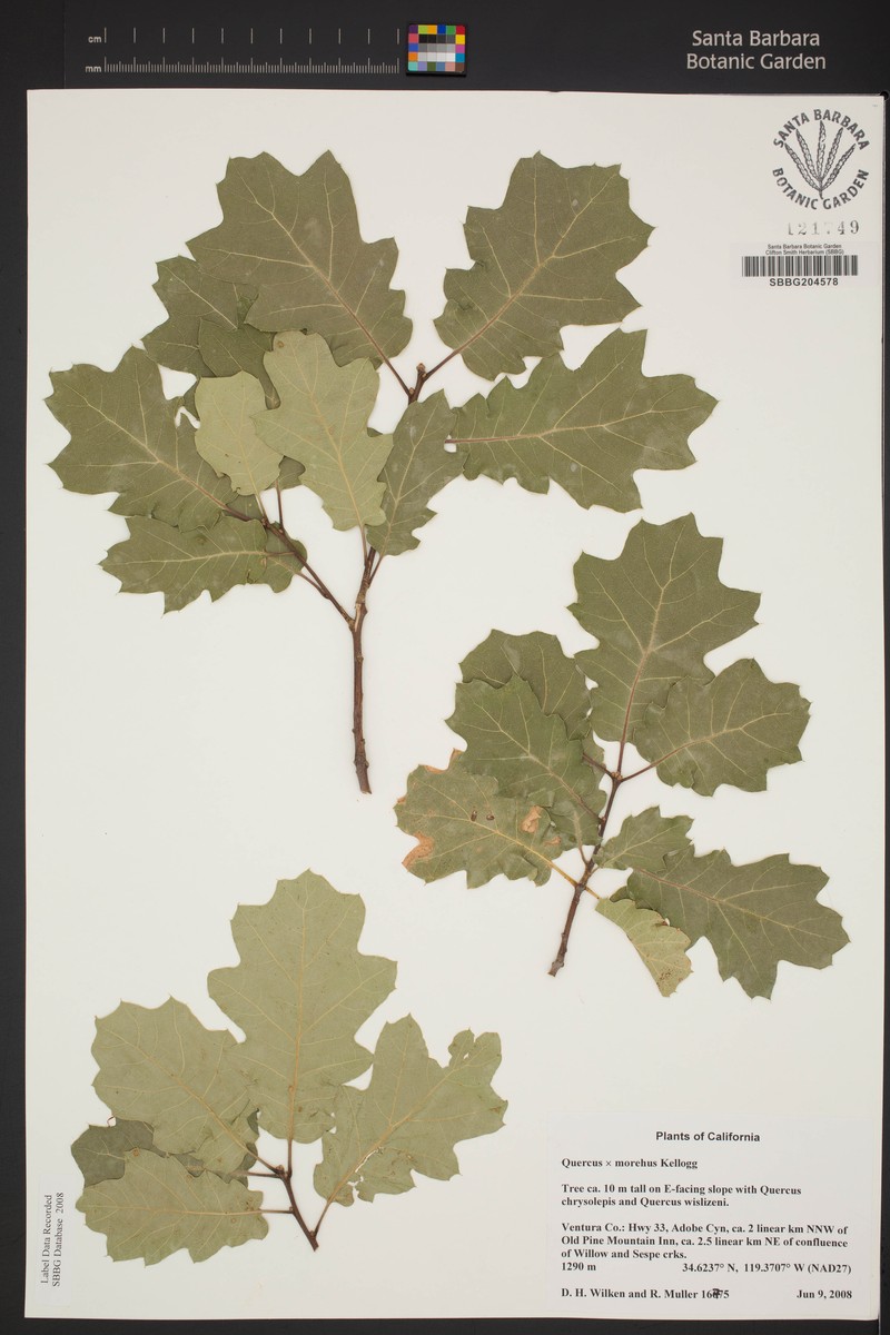 Oracle Oak photo 4