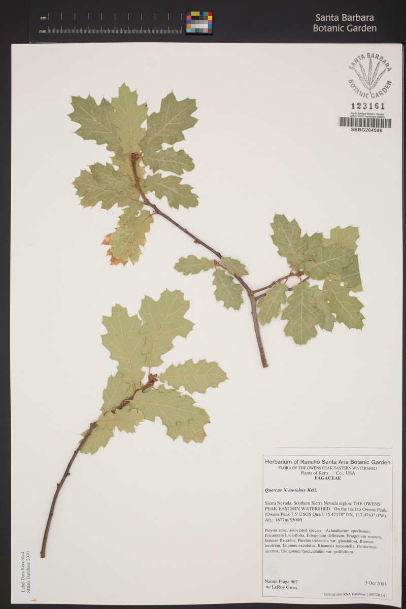 Oracle Oak photo 6