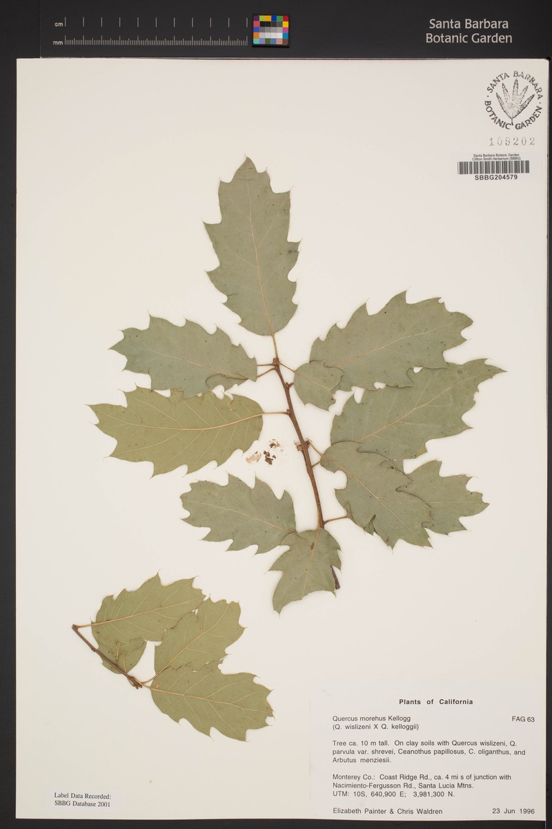 Oracle Oak photo 7