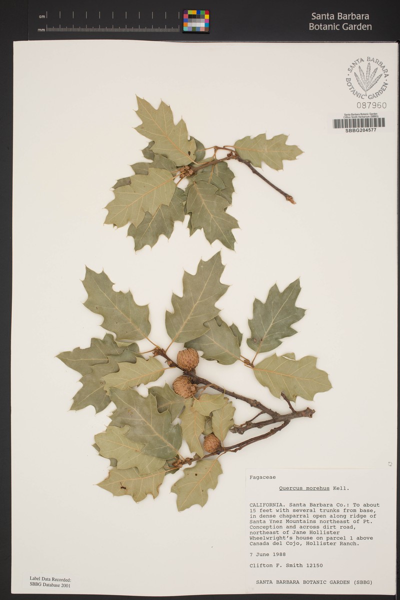 Oracle Oak photo 8
