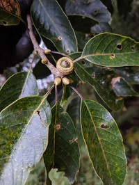 Quercus morii