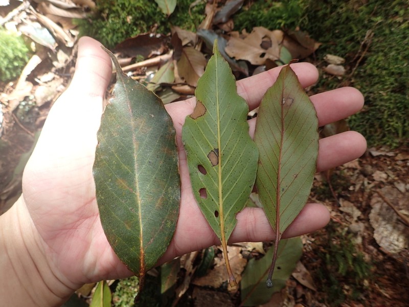 Quercus morii photo 4