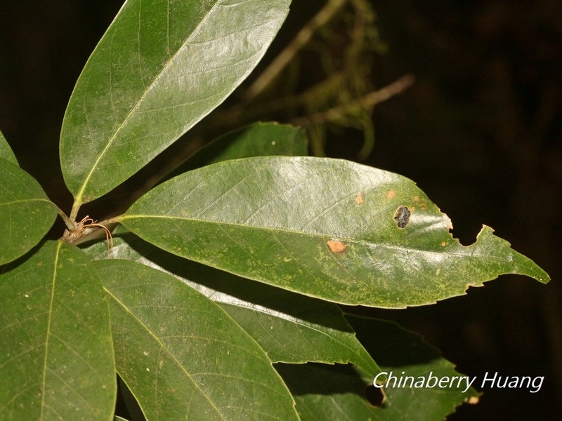 Quercus morii photo 5