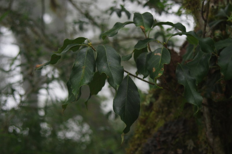 Quercus morii photo 6