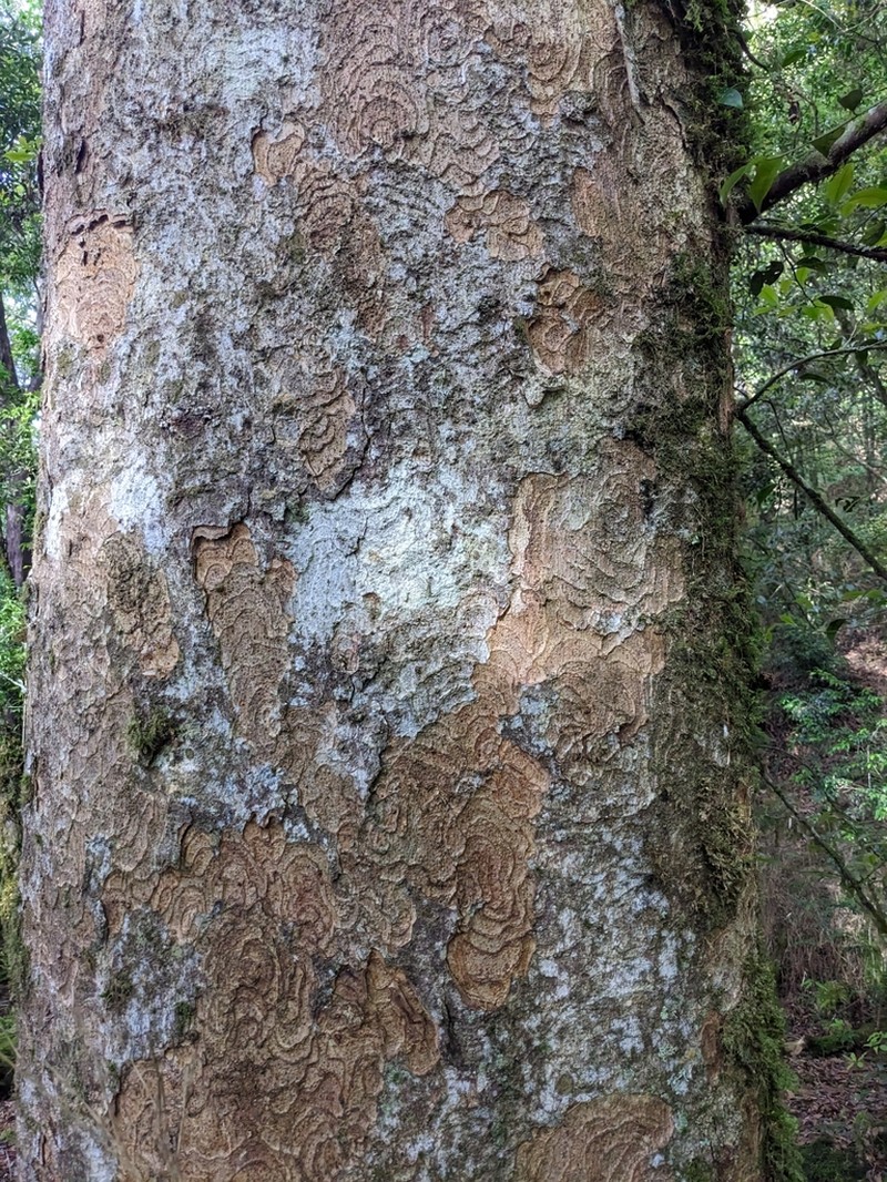 Quercus morii photo 7