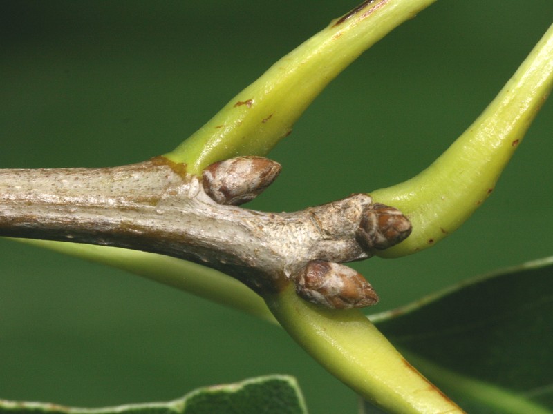 Chinquapin Oak photo 5