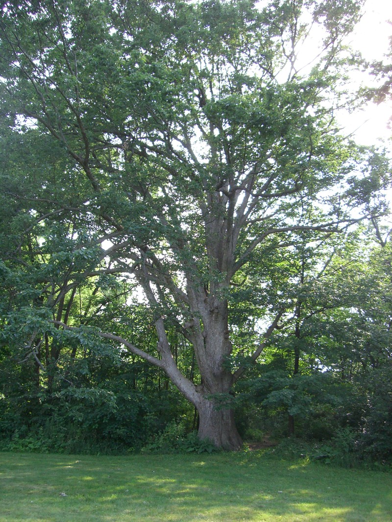 Chinquapin Oak photo 6