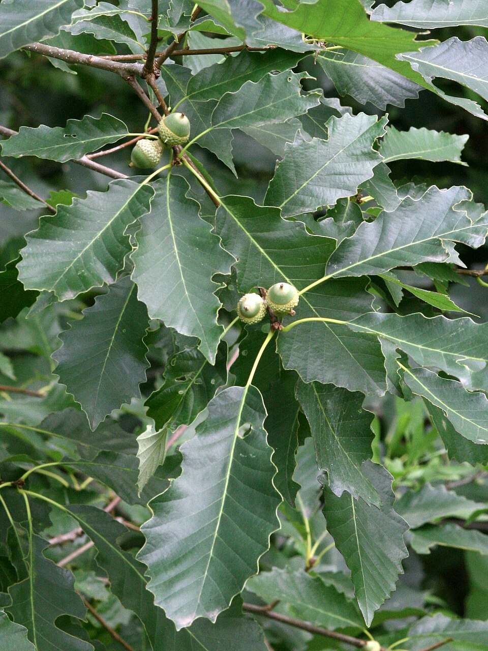 Chinquapin Oak