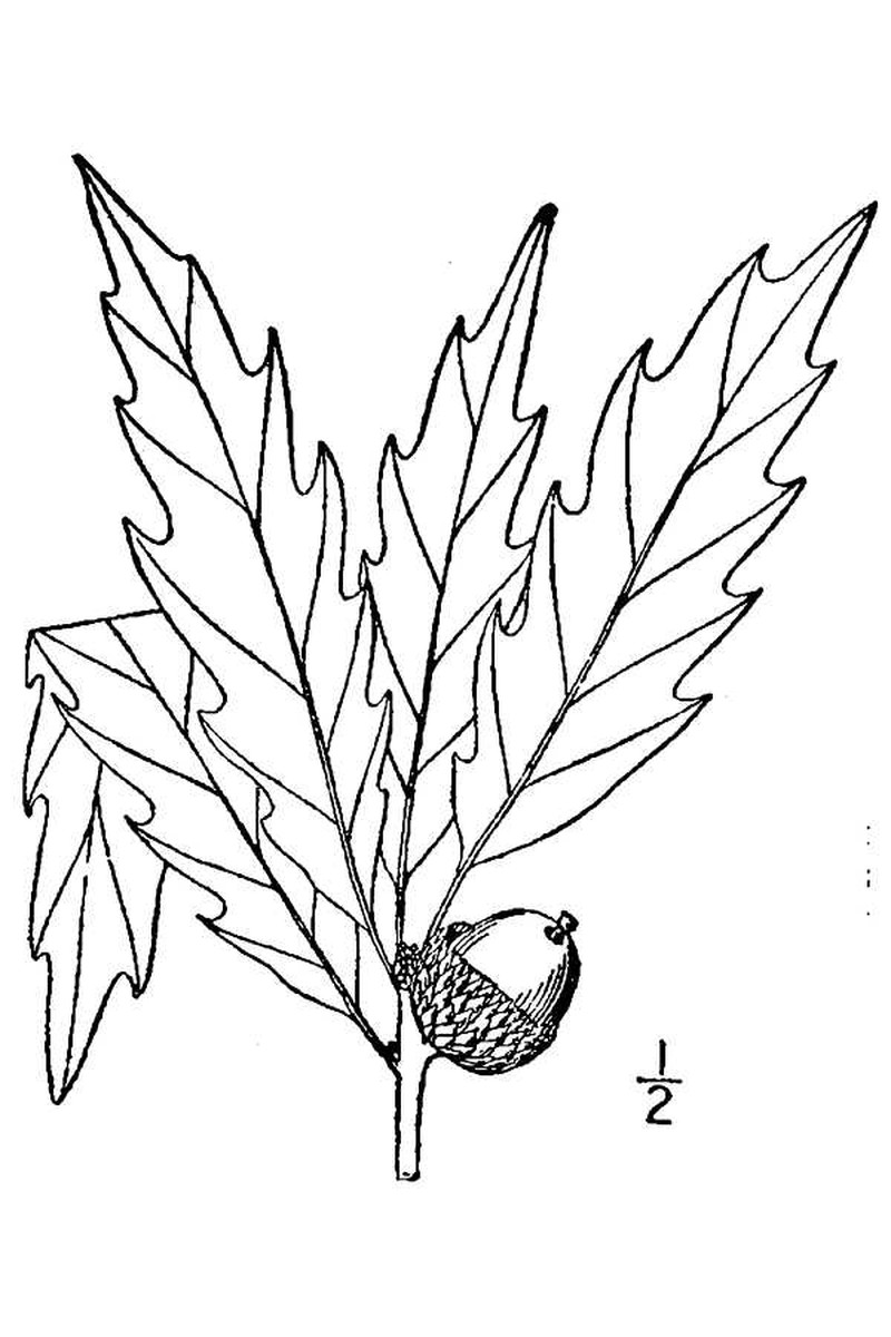 Chinquapin Oak photo 2