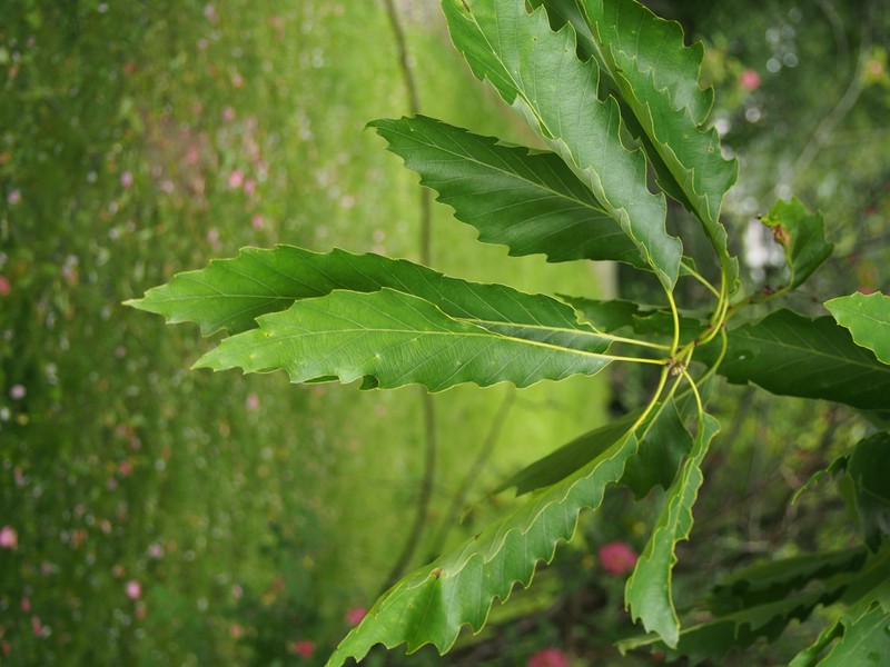 Chinquapin Oak photo 3
