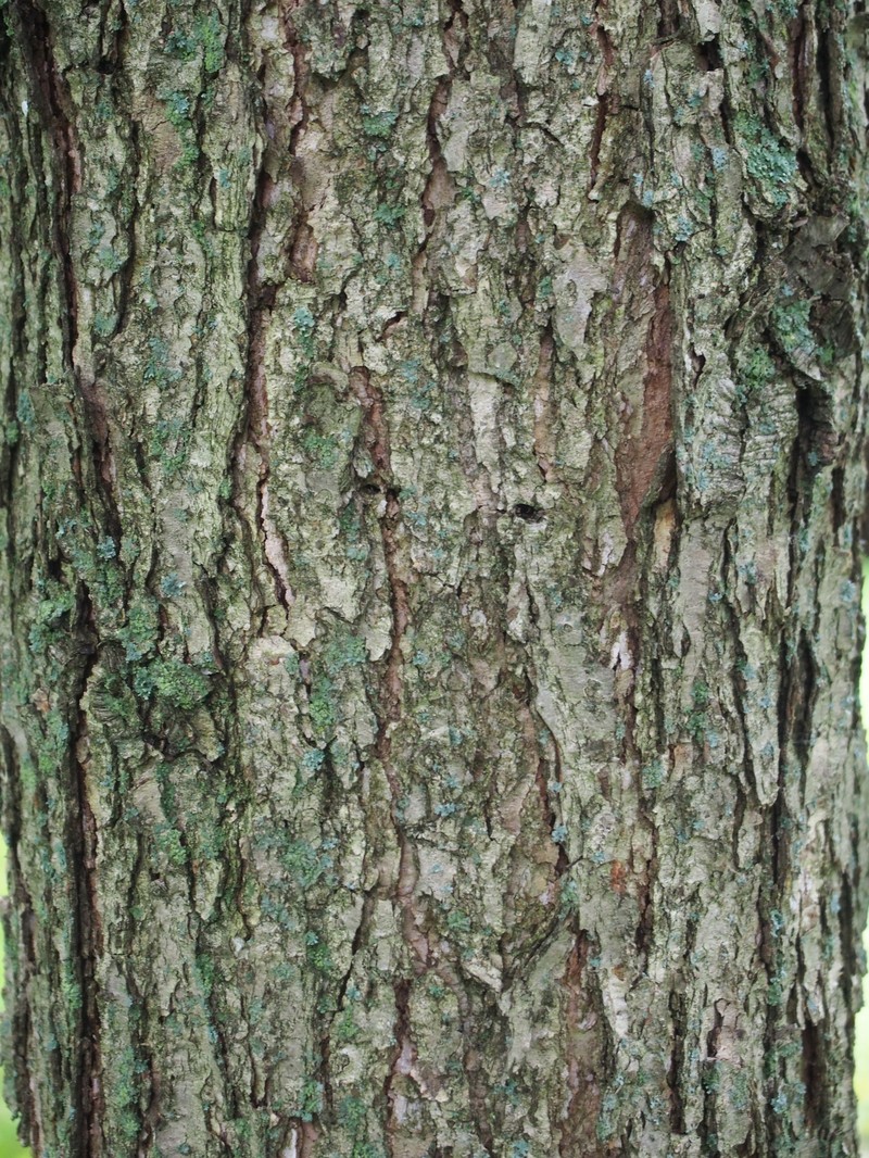 Chinquapin Oak photo 4