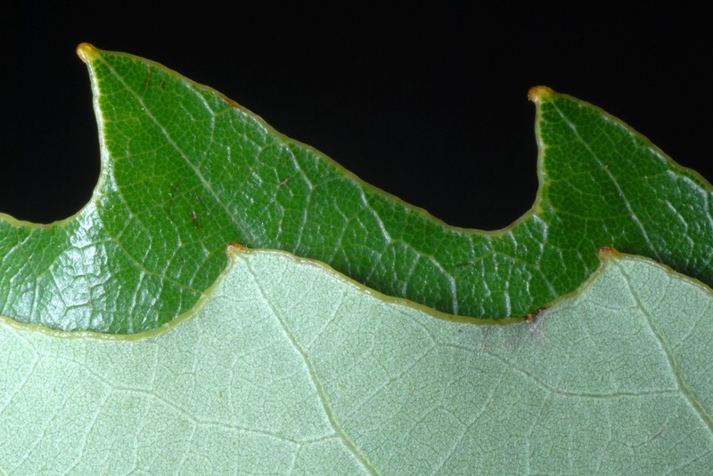 Chinquapin Oak photo 2