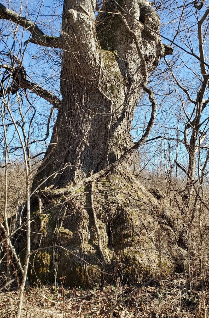 Chinquapin Oak photo 3