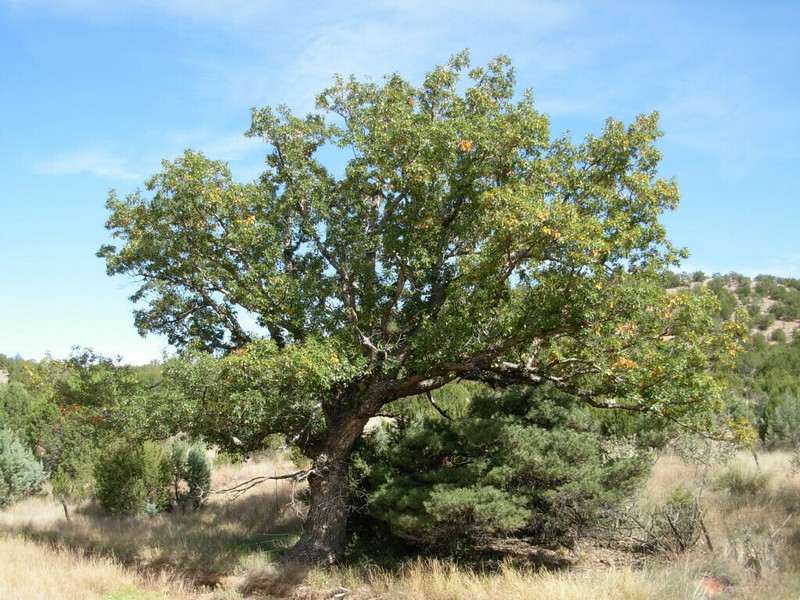 Chinquapin Oak photo 4