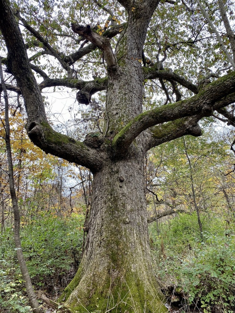 Chinquapin Oak photo 5