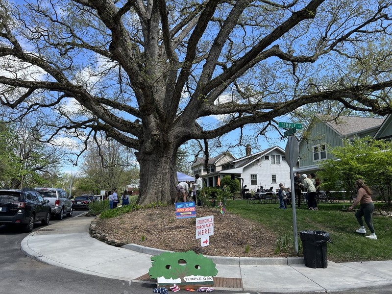Chinquapin Oak photo 6