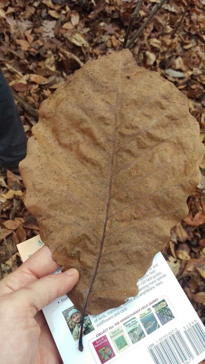 Chinquapin Oak photo 7