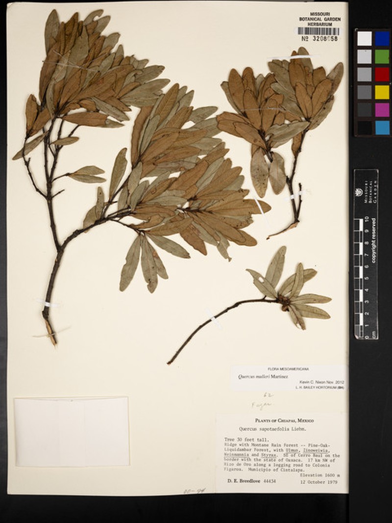 Quercus mulleri photo 2