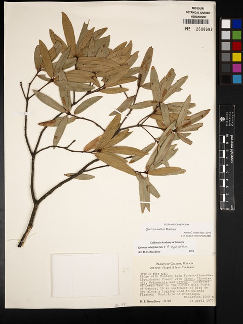 Quercus mulleri photo 3
