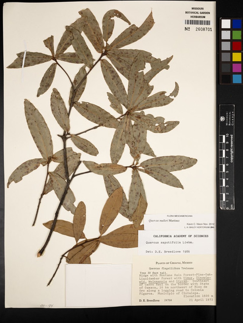 Quercus mulleri photo 4