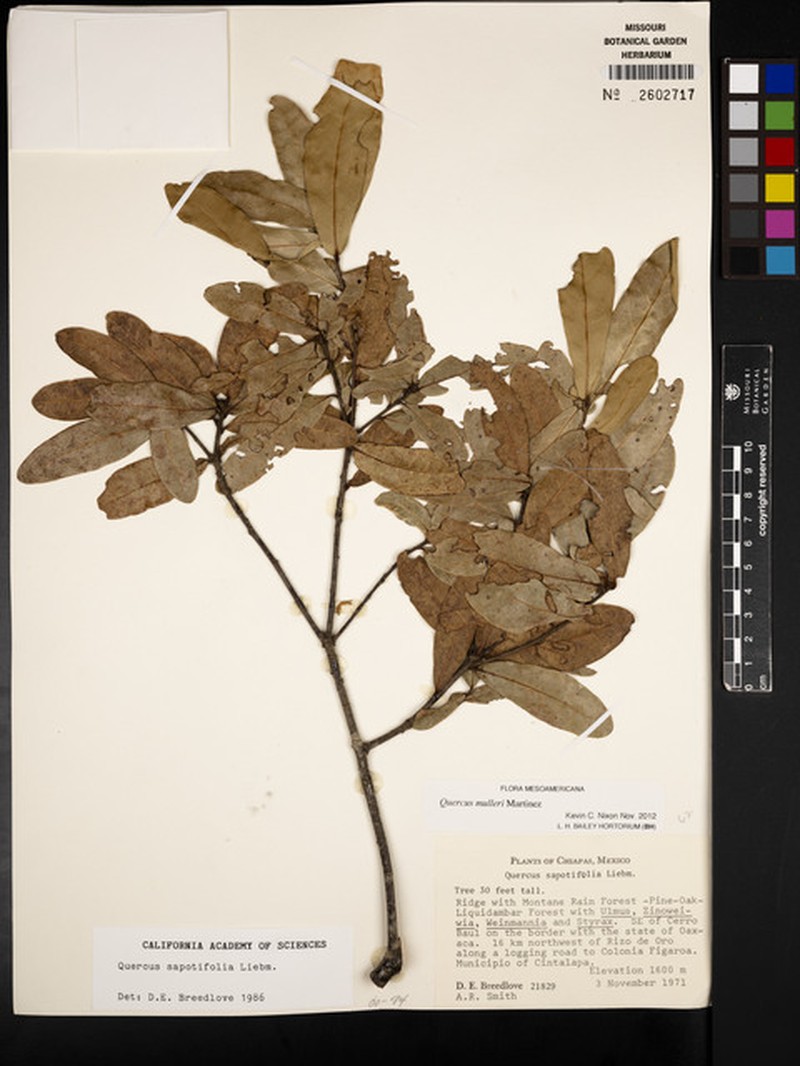Quercus mulleri photo 5