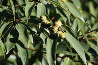 Quercus myrsinifolia
