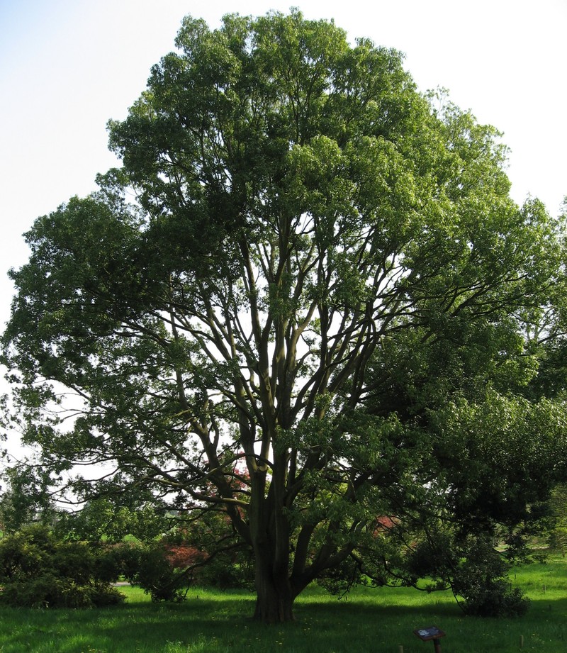 Quercus myrsinifolia photo 2