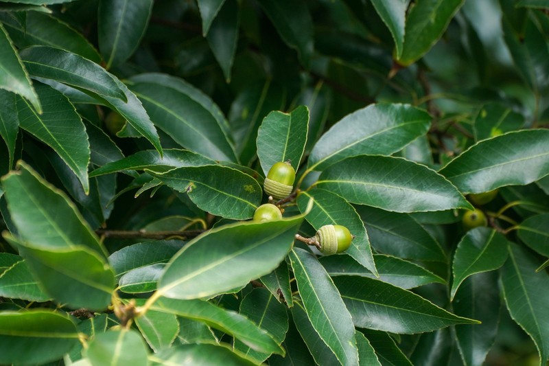 Quercus myrsinifolia photo 3