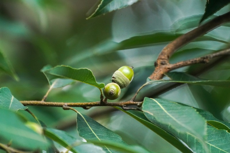 Quercus myrsinifolia photo 4