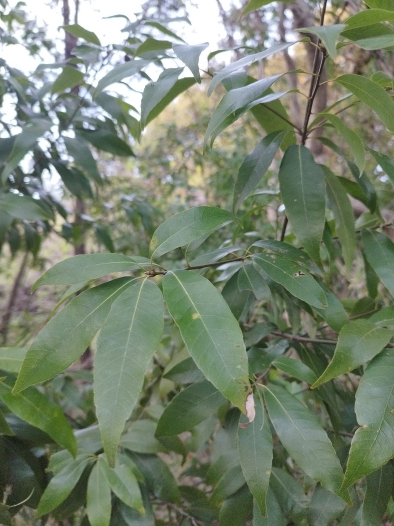 Quercus myrsinifolia photo 5