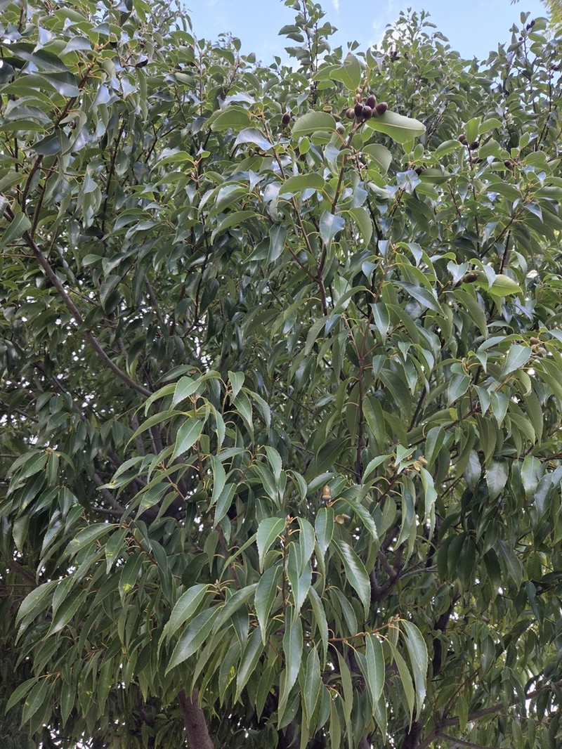 Quercus myrsinifolia photo 6