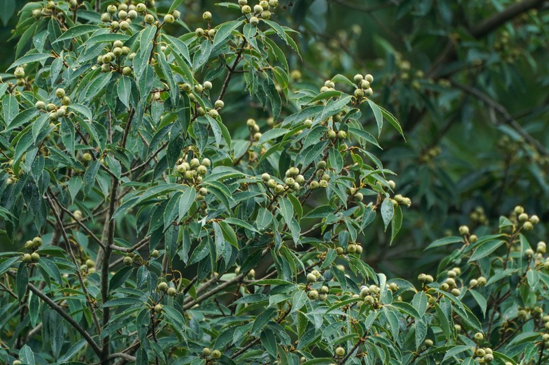 Quercus myrsinifolia photo 7