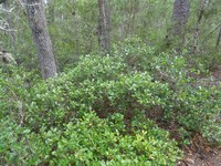 Myrtle Oak