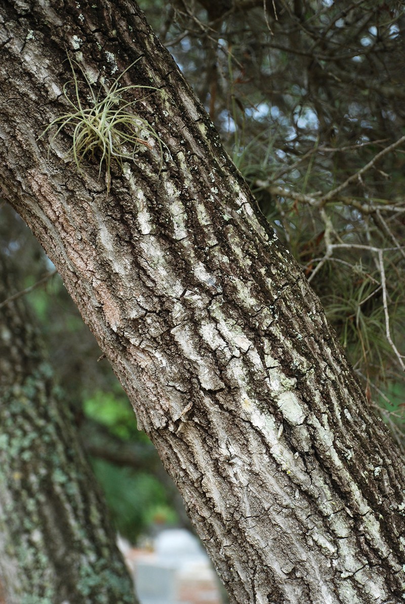 Myrtle Oak photo 2