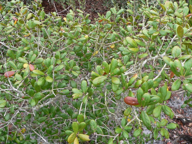 Myrtle Oak photo 3