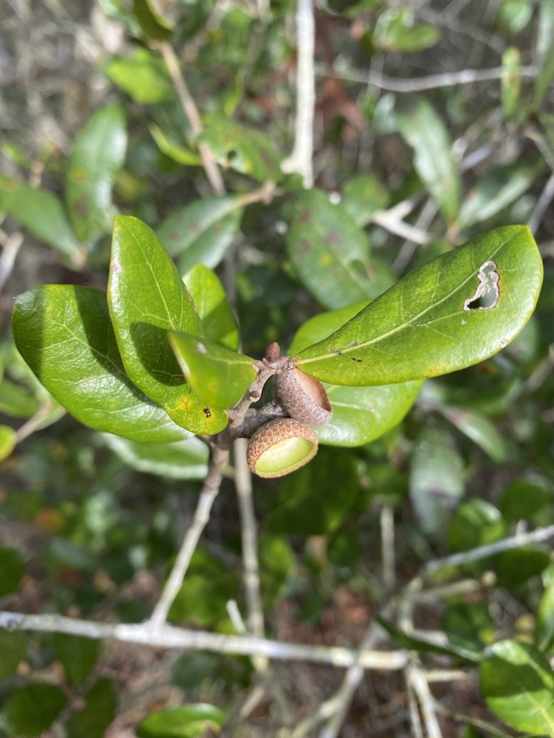 Myrtle Oak photo 4