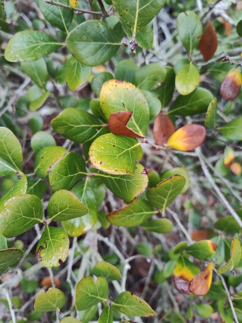 Myrtle Oak photo 5
