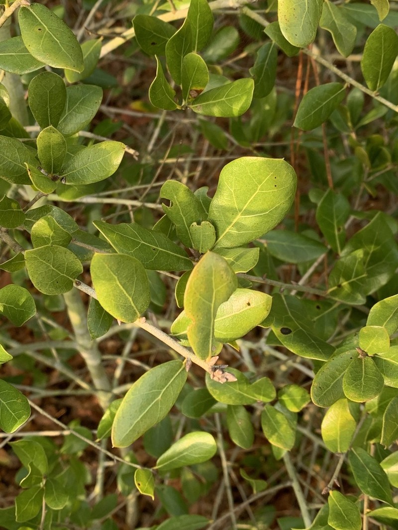 Myrtle Oak photo 6