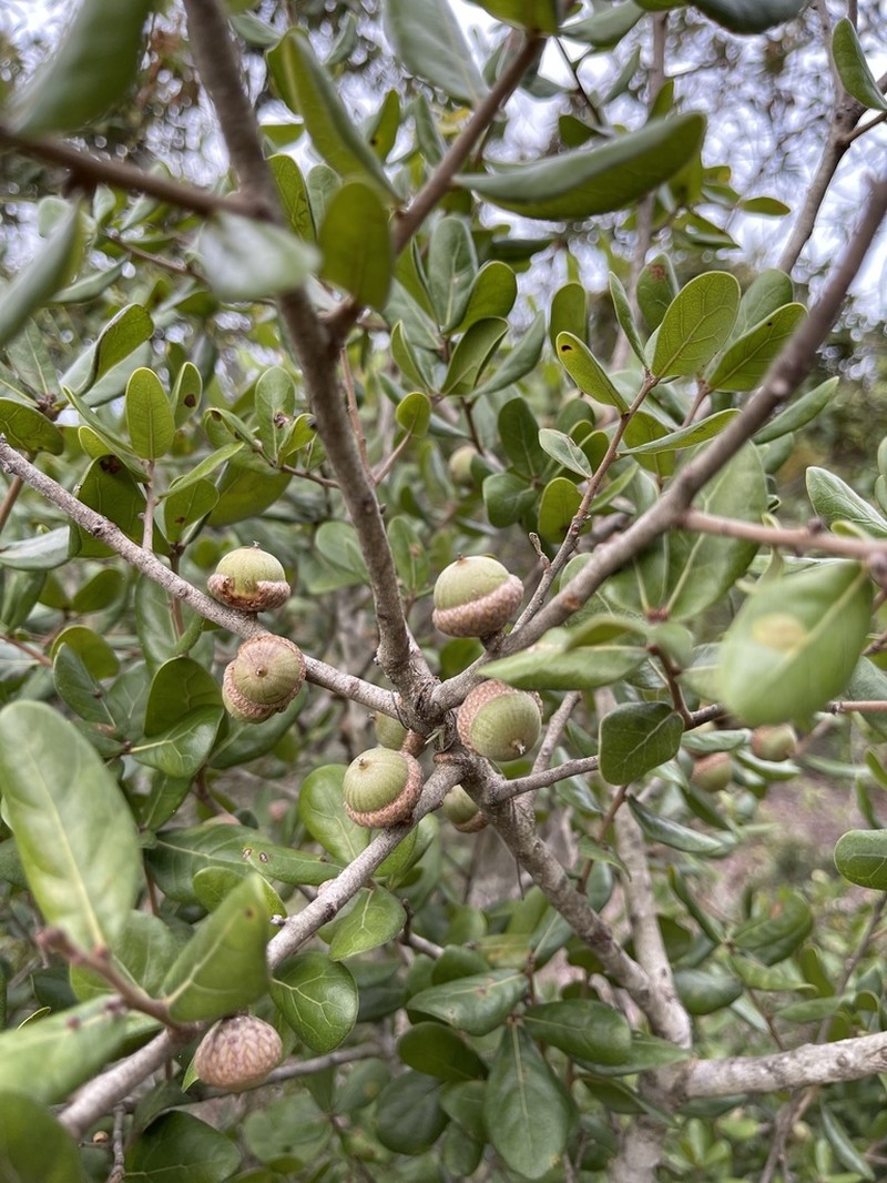 Myrtle Oak photo 7