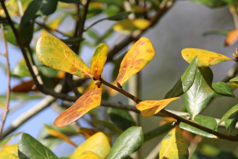 Myrtle Oak photo 8