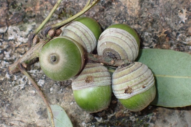 Quercus ngochoaensis